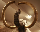 Museu del Mamut Museu del Mamut