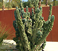 Jardí Botànic de Barcelona Jardí Botànic de Barcelona